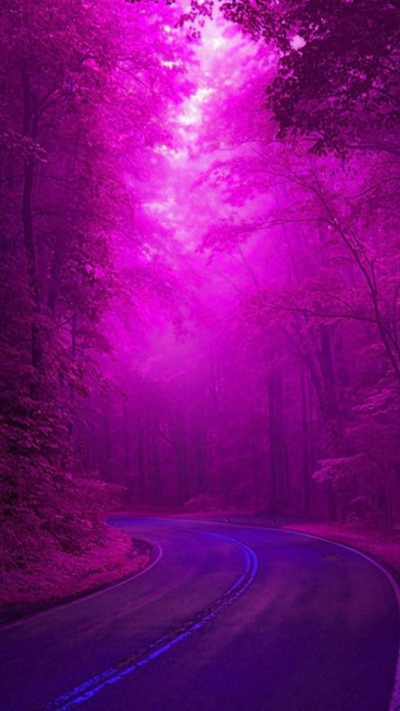 purple forest, cool, fog, forest, mist, natural, nature, new, purple, road, trees, HD phone wallpaper