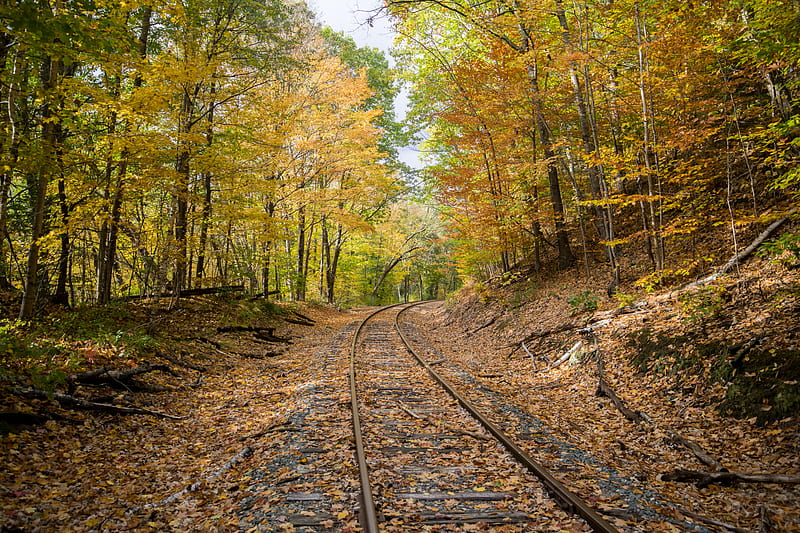 rails, forest, trees, autumn, foliage, HD wallpaper