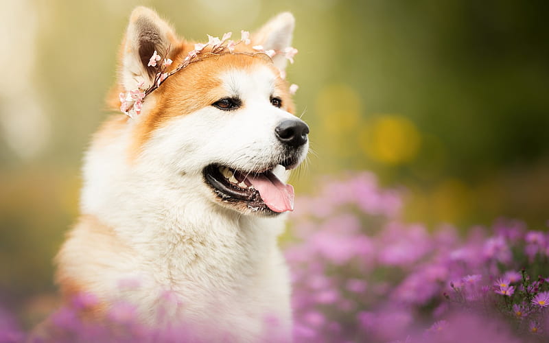 Akita Inu, white ginger dog, large dogs, pets, Japanese breed of dogs, wild flowers, dogs, HD wallpaper