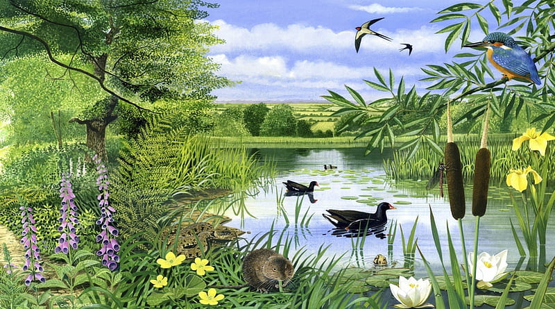 Wildlife Around The Pond, English, Pond, Foxglove, Dragonfly, Swallows, Art, Vole, Adder, Kingfisher, Wildlife, Painting, Bullrushes, Moorhen, HD wallpaper