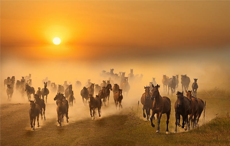 Herd of Horses, sun, cloud, running, bonito, sunset, smoke, horses, HD wallpaper