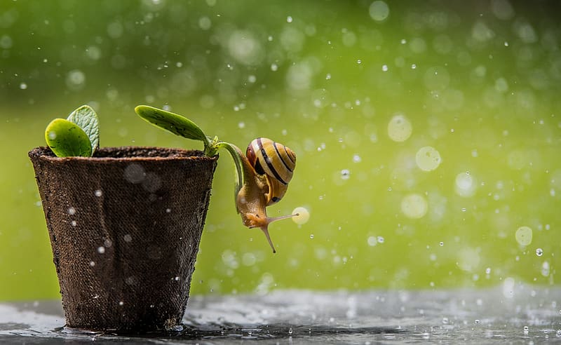 :), rain, green, nature, water, snail, macro, pot, HD wallpaper