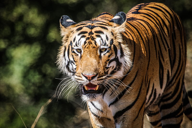 tiger, big cat, predator, wildlife, HD wallpaper