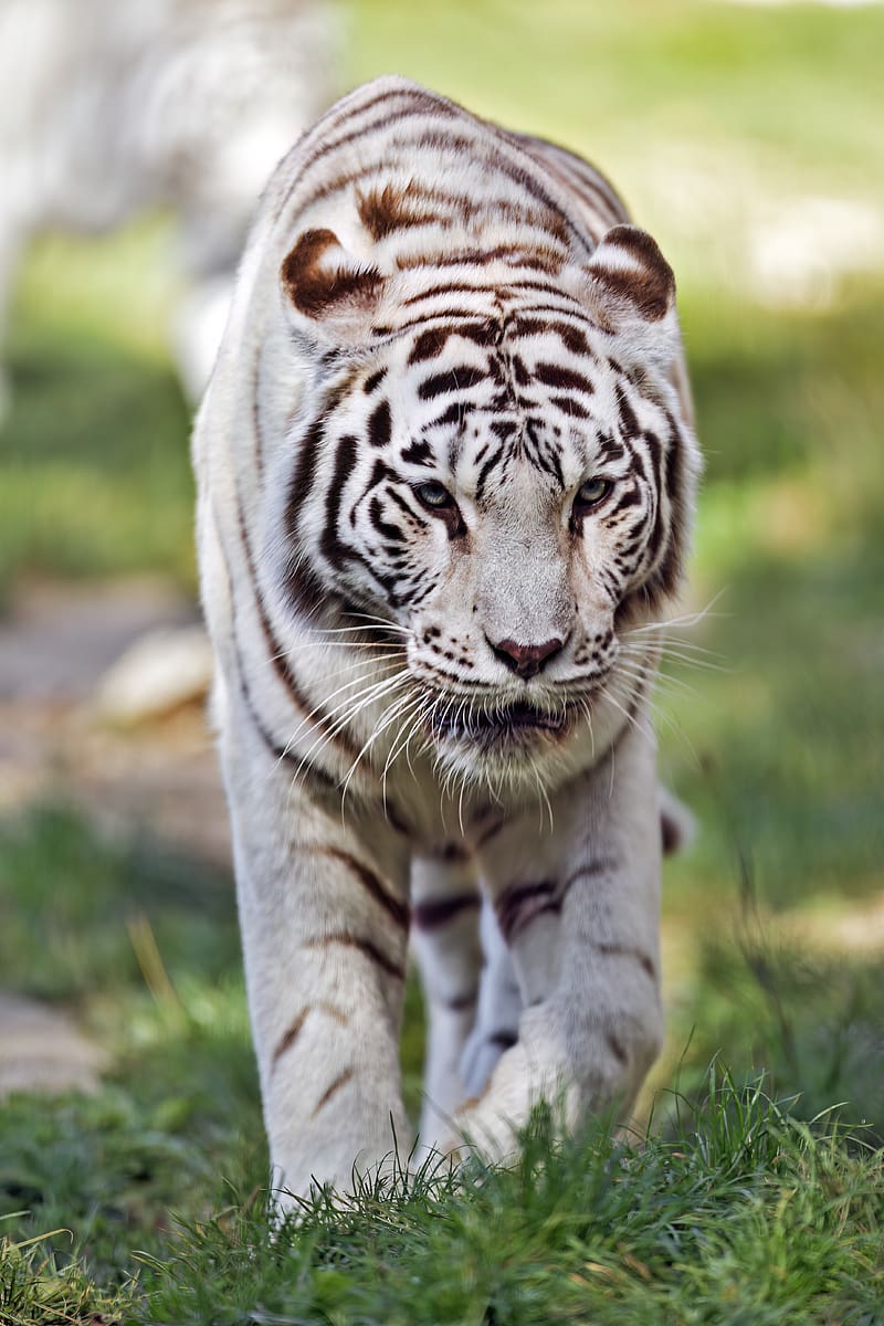 tigress, white tigress, predator, big cat, grass, HD phone wallpaper