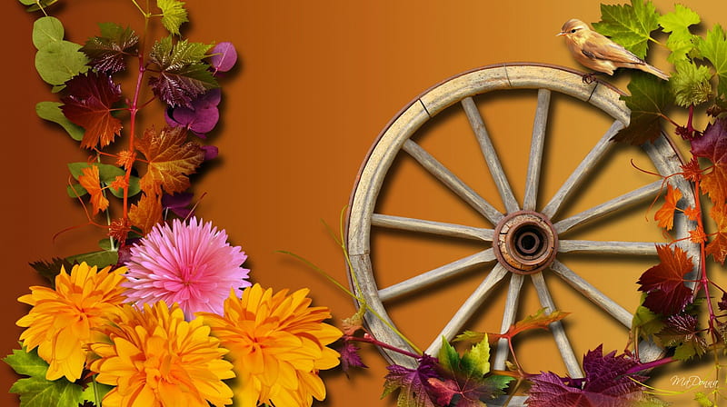 Wheel of Beauty, fall, autumn, orange, vintage wheel, wagon wheel, leaves, astors, gold, bird, amber, bright, flowers, HD wallpaper