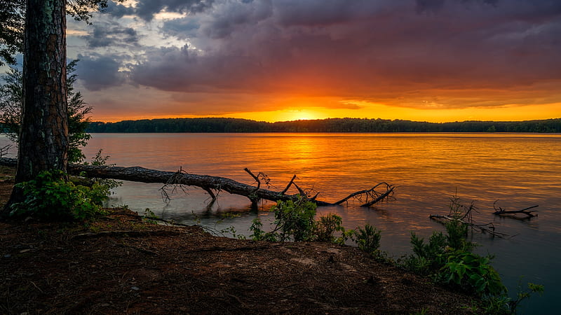 Lakeside Sunset, lakeside, lakes, tree, nature, sunset, lake, HD wallpaper