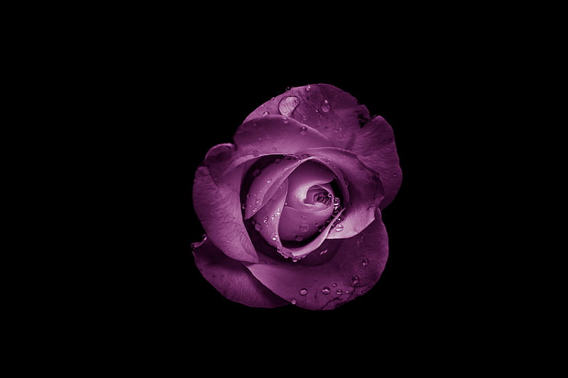 rose, bud, purple, drops, flower, HD wallpaper