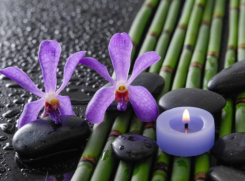 Bamboo, flower, nature, plant, spa, HD phone wallpaper