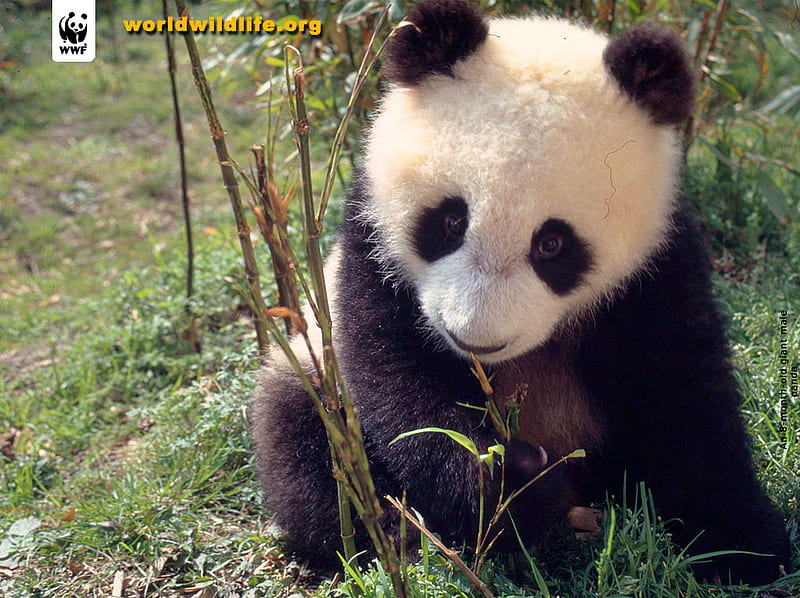 baby panda, cute, aww, yummy, yum, leo19, HD wallpaper