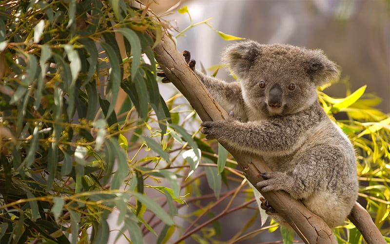 koala, marsupial, tree, wildlife, cute animals, koalas, Australia, HD wallpaper