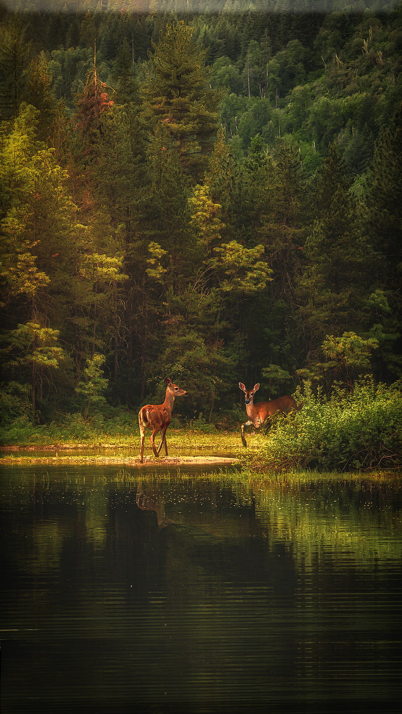 Deer Lake, B.C., Canada, Deer, Kootenays, Landscape, Terran, West Kootenays, Wildlife, animal, composite, doe, fantasy, forest, lake, mammal, nature, hop, river, scenery, trees, water, woods, HD phone wallpaper