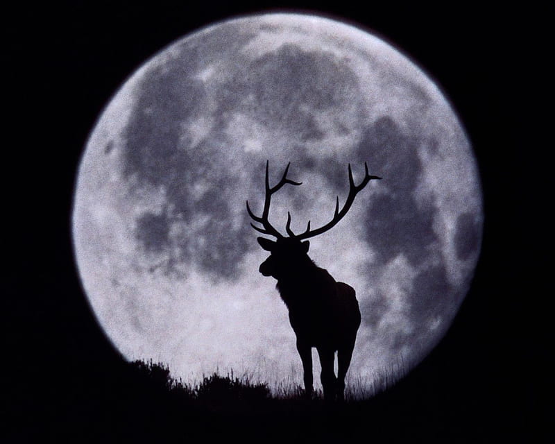 Deer, animal, antler, full moon, night, shadow, silhouette, HD wallpaper