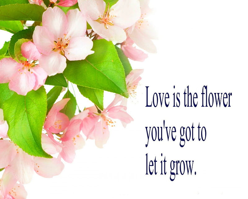 You've got to let it grow, words, flowers, message, love, HD wallpaper ...