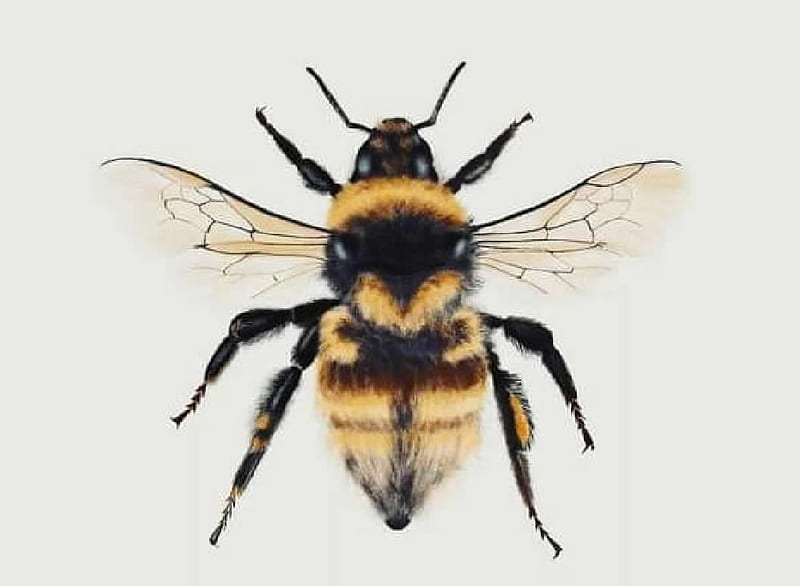 Bee, Hymenoptera, Entomology, Insects, HD wallpaper