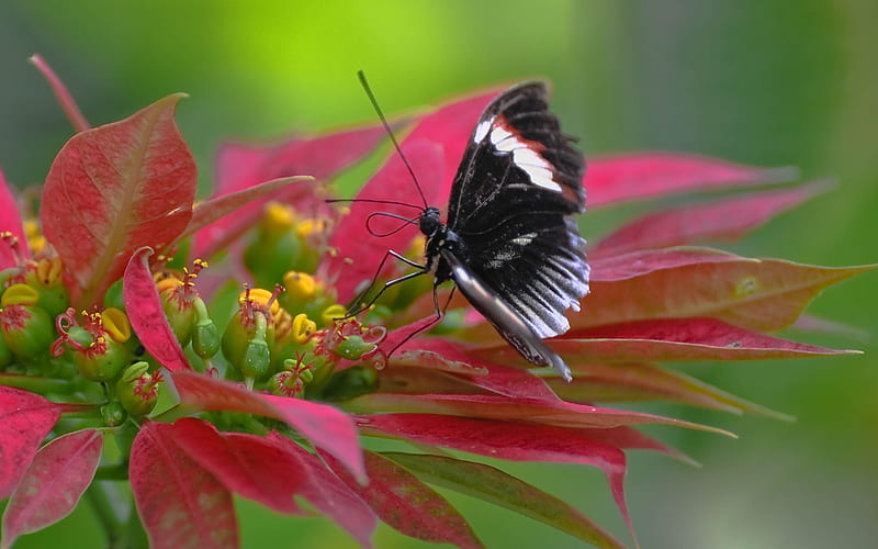 Lone Butterfly, red, wings, plant, black, yellow, pod, seeds, leaves, flower, white, HD wallpaper