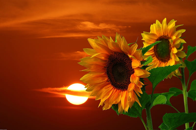 Sunflowers, sun, green, orange, flowers, yellow, clouds, HD wallpaper