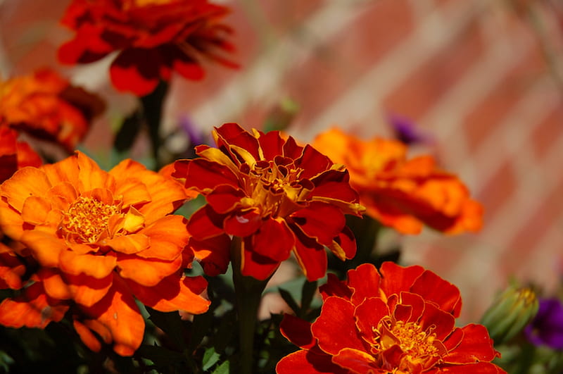 Delightful Zinnias, red, annuals, zinnia, orange, summer, flowers, HD wallpaper