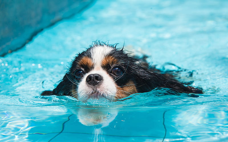 Cavalier King Charles Spaniel, swimming dog, pets, cute animals, swimming pool, dog, HD wallpaper