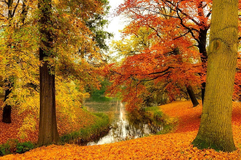 Autumn gold, pond, forest, fall, autumn, golden, park, trees, foliage ...