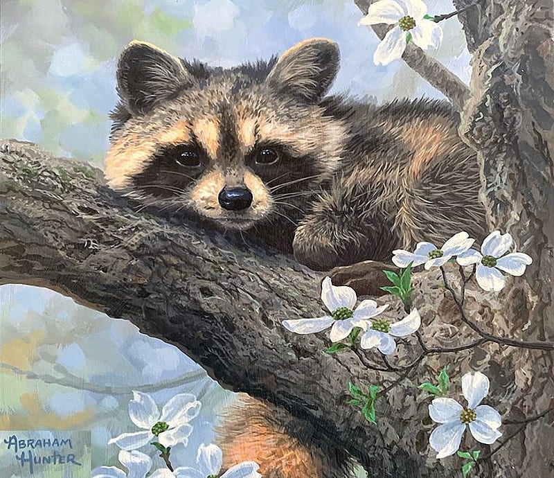 Dogwood Hideout, blossoms, tree, raccoon, artwork, painting, HD wallpaper