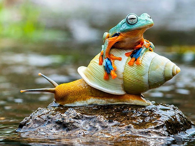 FROG AND SNAIL, ANIMAL, SNAIL, FROG, HD wallpaper
