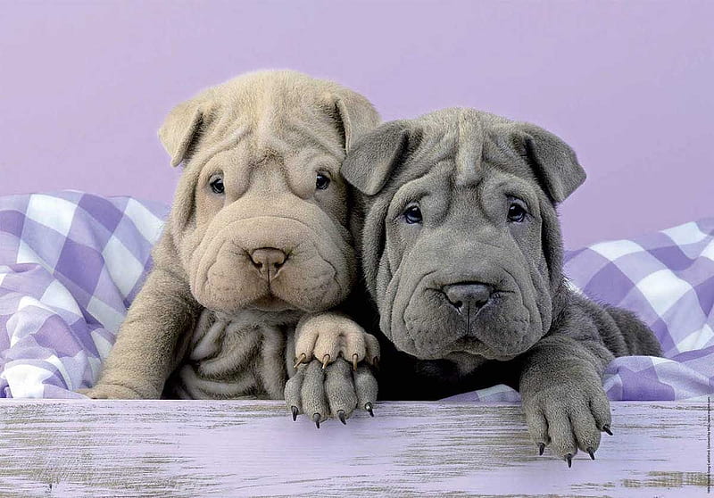 Puppies, cute, gris, paw, pink, dog, puppy, animal, couple, sharpei, HD wallpaper