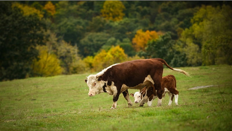 Cow The Calf Pasture, HD wallpaper