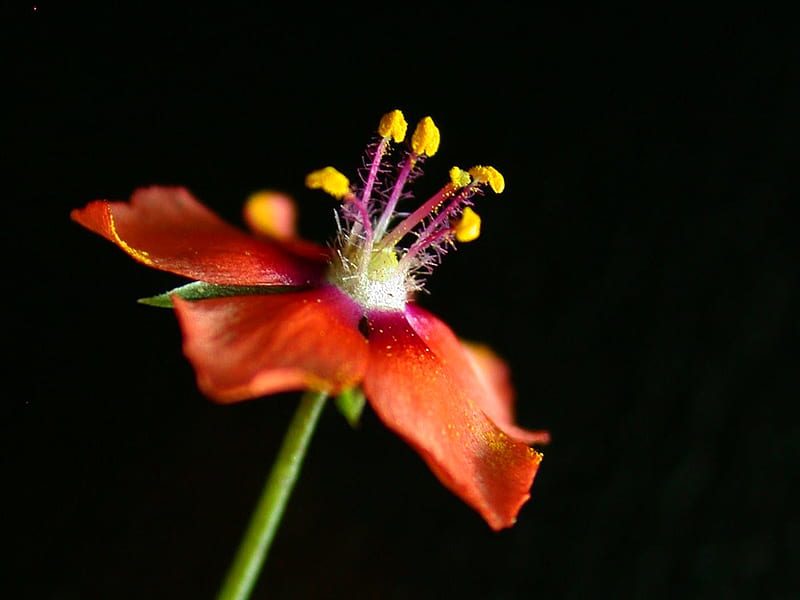 anagallis_arvensis, red, flower, anagallis arvensis, black, nature, HD wallpaper