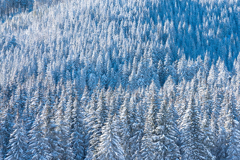 white and blue pine trees, HD wallpaper