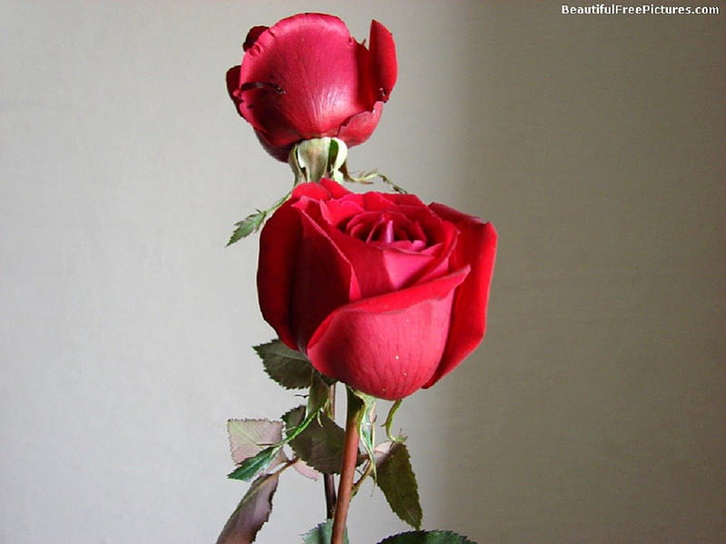 Dos rosas rojas, rosas, dos, flores, rojo, Fondo de pantalla HD | Peakpx