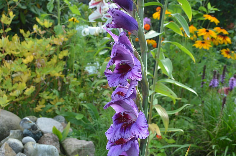 Purple Gladiolus, plant, summer, blossoms, garden, petals, HD wallpaper