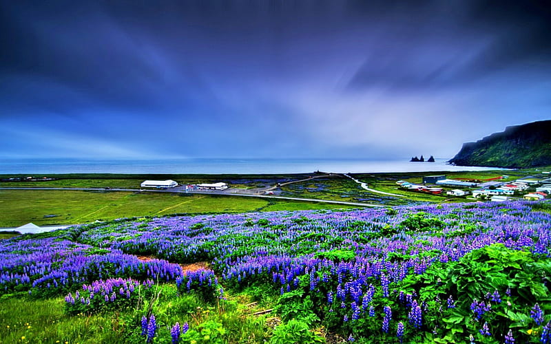 LUPIN FIELDS, colors of nature, flower fields, sky, clouds, purple colors, splendor, mountains, flowers, nature, fields, landscape, HD wallpaper