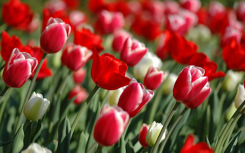 Spring Flowers, red, flowers, spring, HD wallpaper | Peakpx