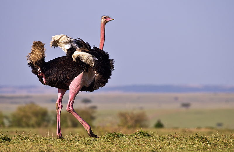 Birds, Ostrich, Bird, Maasai Mara National Reserve, Mating Dance, Wildlife, HD wallpaper