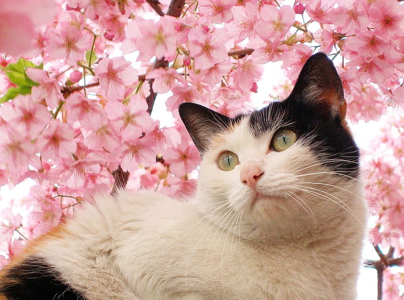 cherry blossom with cat, spring, cat, pink, cherry blossom, HD wallpaper