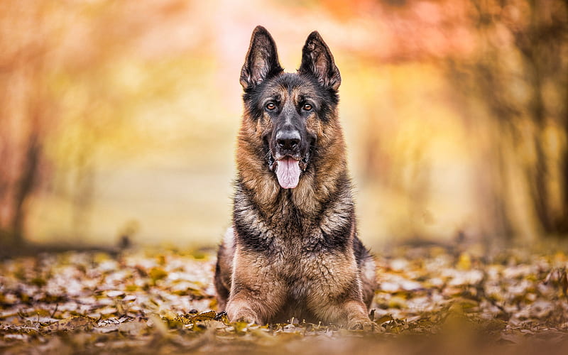 German Shepherd, close-up, autumn, pets, cute animals, bokeh, dogs, German Shepherd Dog, HD wallpaper