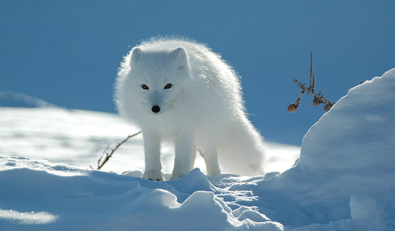 Arctic snow fox, fox tundra, snow, winter, cold, HD wallpaper