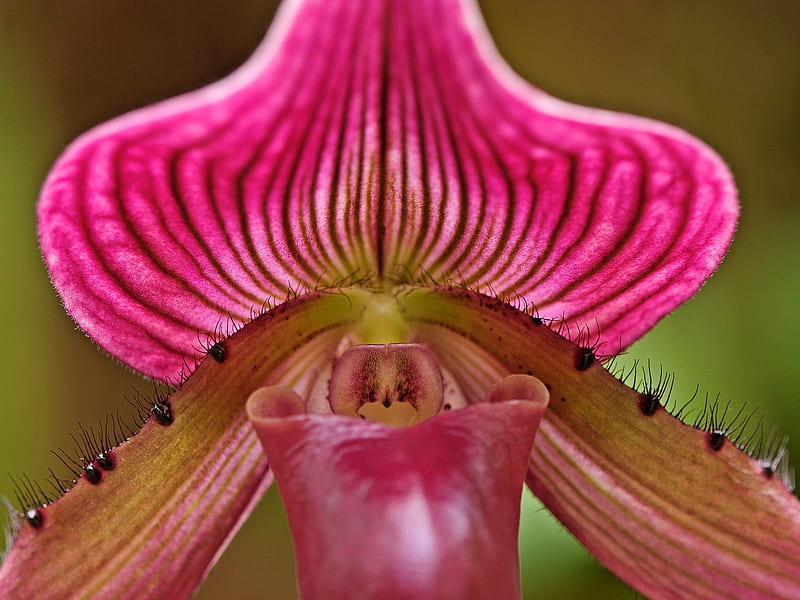 Sin título, orquídea, orquídea zapatilla de dama, Fondo de pantalla HD |  Peakpx