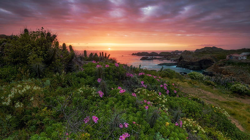 The Molles, Pacific Ocean, Chile, sea, coast, landscape, trees, clouds, colors, flowers, sky, HD wallpaper