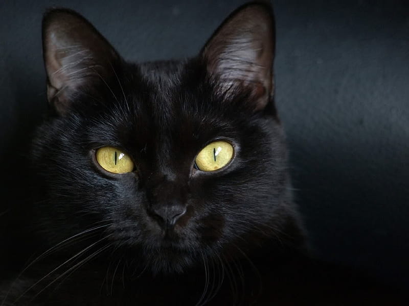Black cat, Domestic cat, Feline, Black, Cat, HD wallpaper