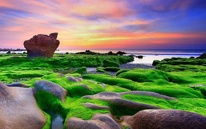 Vietnam, sea, coast, green moss, seaweed, sunset, HD wallpaper