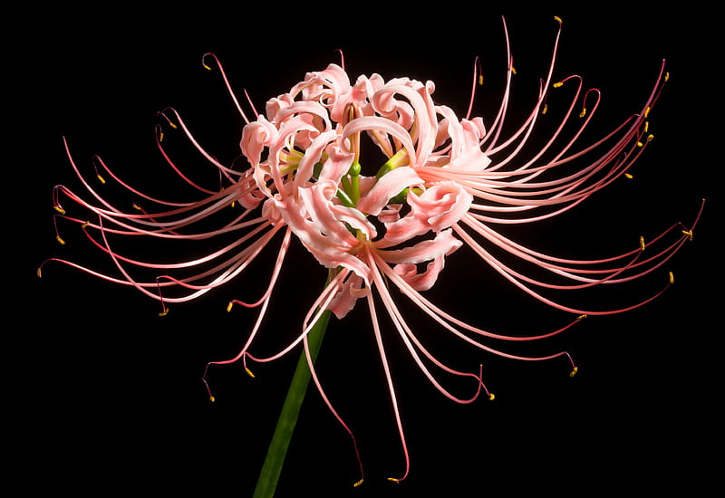 Spider Lily, nature, spider, flower, lily, HD wallpaper