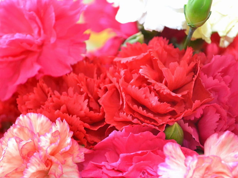 CARNATIONS, red, flowers, pink, HD wallpaper
