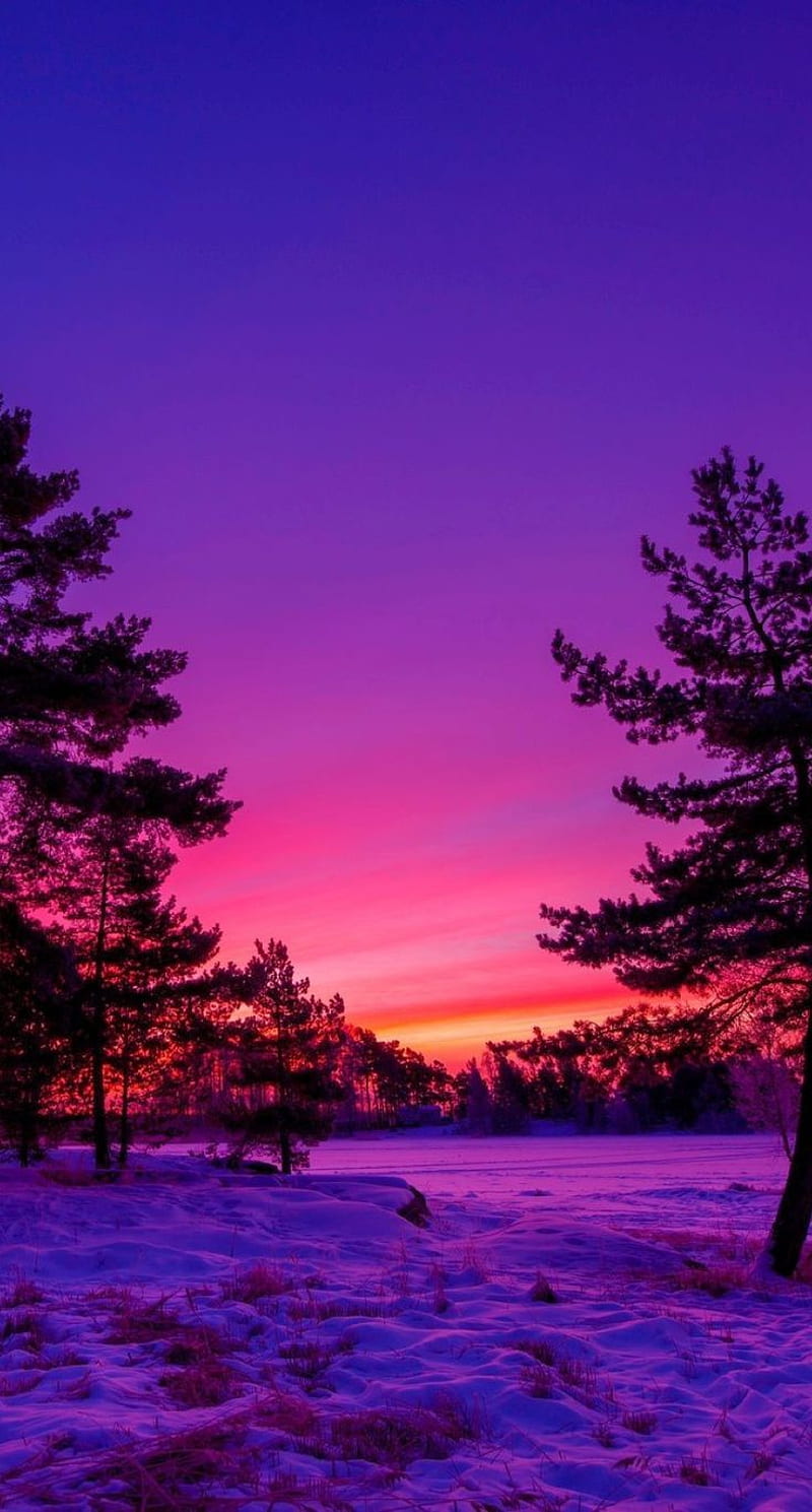 Purple Nature, nature, orange, HD phone wallpaper | Peakpx