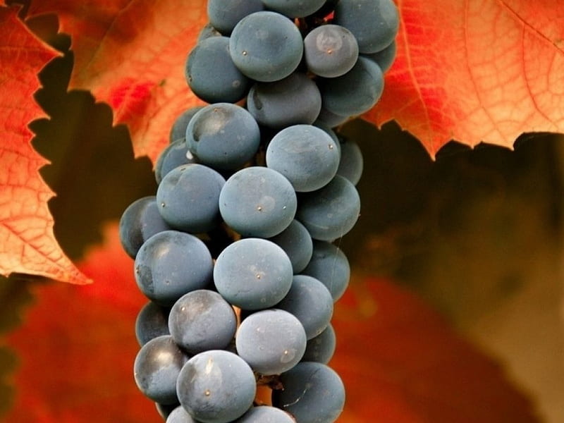 A Bunch of Grapes, grapes, autumn, leaves, bunch, HD wallpaper
