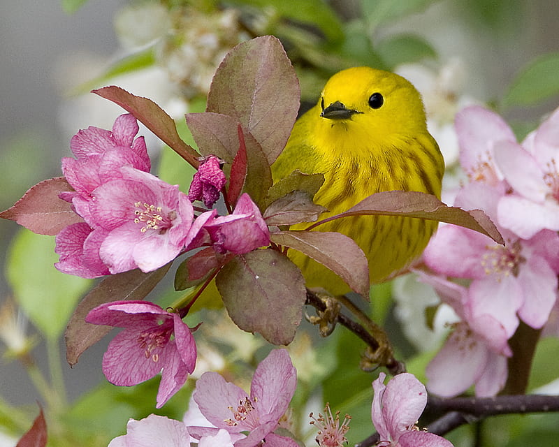 Yellow warbler., blossom, bird, flower, spring, warbler, HD wallpaper
