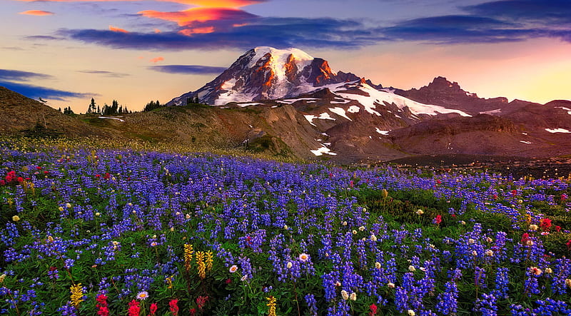 Mountain Wildflowers, Mountain, Hills, Wildflowers, Peak, Slope, Spring 