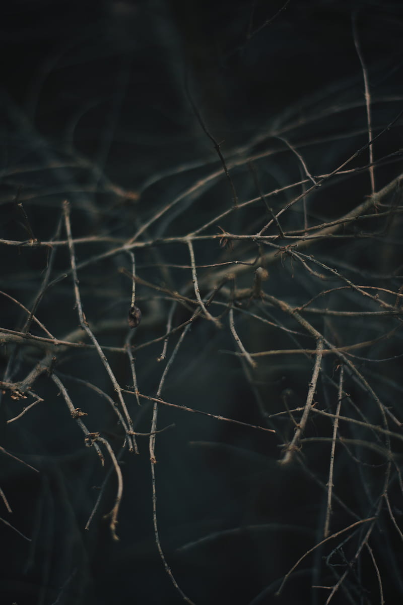 branches, blur, macro, gray, HD phone wallpaper