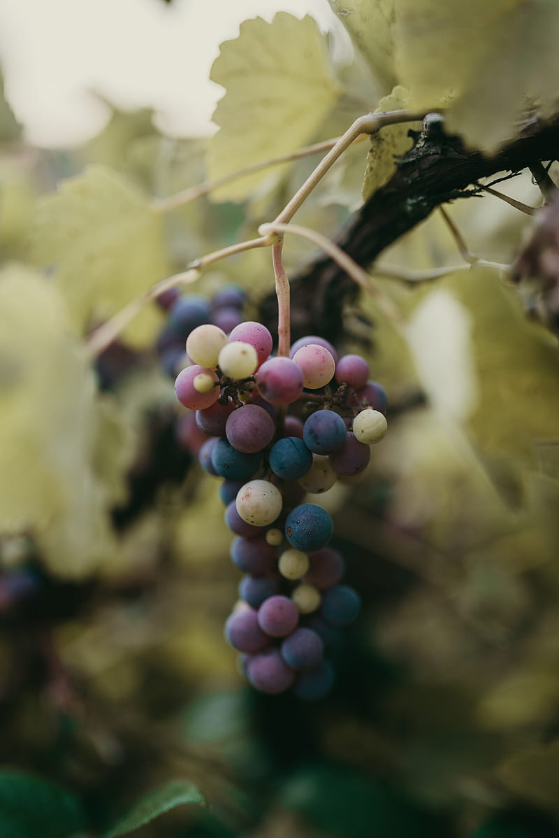 grapes, bunch, berries, branch, macro, HD phone wallpaper
