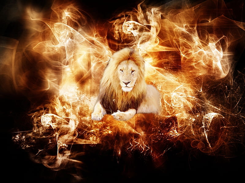Fire lion, red, fire, pvp, flame, hot, red lion, lion, HD wallpaper